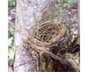 Artificial Nest